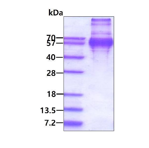 3ug by SDS-PAGE under reducing condition and visualized by coomassie blue stain