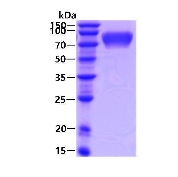 3ug by SDS-PAGE under reducing condition and visualized by coomassie blue stain