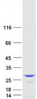 protq9p000 commd9 human recombinant protein