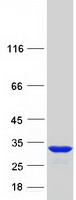 protq9p016 thyn1 human recombinant protein
