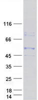 protq9p0j7 pcmf kcmf1 human recombinant protein