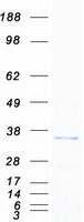 Coomassie blue staining of purified VAPA protein