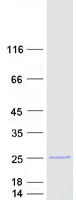 protq9p0m4 il17c human recombinant protein