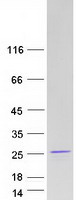 protq9p0p0 rnf181 human recombinant protein