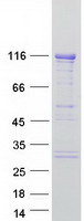 protq9p0v3 sh3bp4 human recombinant protein