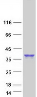 protq9p0v8 slamf8 human recombinant protein