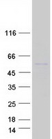 protq9p0v9 septin10 human recombinant protein