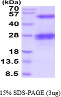 3ug by SDS-PAGE under reducing condition and visualized by coomassie blue stain.