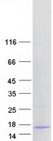 Coomassie blue staining of purified ABRACL protein