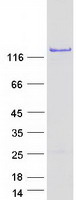 Coomassie blue staining of purified SAMD15 protein