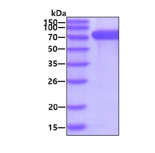 3ug by SDS-PAGE under reducing condition and visualized by coomassie blue stain