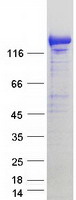 Coomassie blue staining of purified RELCH protein