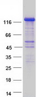 Coomassie blue staining of purified FNIP2 protein