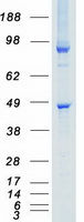 Coomassie blue staining of purified STK26 protein