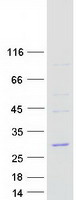 Coomassie blue staining of purified COPZ2 protein
