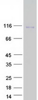 protq9p2e7 pcdh10 human recombinant protein