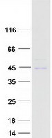 Coomassie blue staining of purified LRP2BP protein
