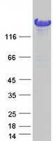 protq9p2p5 nedl2 hecw2 human recombinant protein