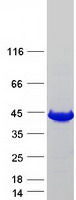 protq9p2t1 gmpr2 human recombinant protein