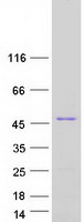 protq9p2x3 impact human recombinant protein