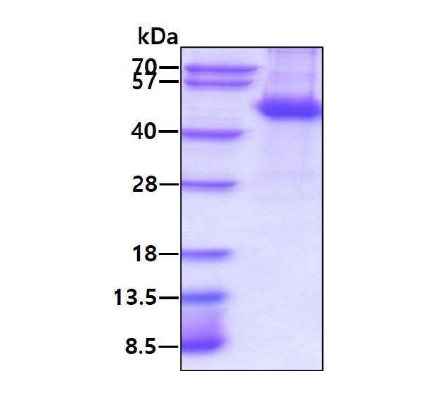 3ug by SDS-PAGE under reducing condition and visualized by coomassie blue stain