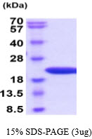 protq9qur7 sdspage mouse pin1 recombinant protein
