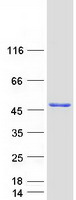 Coomassie blue staining of purified NFKBIL1 protein
