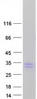 Coomassie blue staining of purified CLCF1 protein