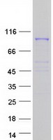 protq9ubf2 copg2 human recombinant protein