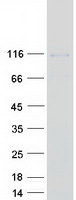 protq9ubf8 pi4kb human recombinant protein