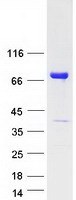 protq9ubg3 cornulin crnn human recombinant protein