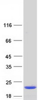 protq9ubh0 il36rn human recombinant protein