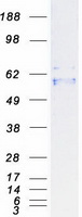 protq9ubl9 p2x2 p2rx2 human recombinant protein