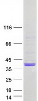 protq9ubp9 ced6 gulp1 human recombinant protein