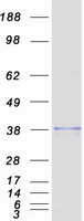 Coomassie blue staining of purified EXTL2 protein