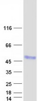 Coomassie blue staining of purified CTSZ protein