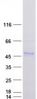 protq9ubs4 dnajb11 human recombinant protein