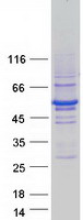 Coomassie blue staining of purified RNF14 protein