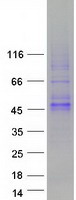 Coomassie blue staining of purified WNT16 protein