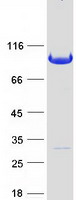 protq9ubw5 bin2 human recombinant protein
