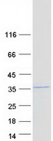 protq9ubw8 cops7a human recombinant protein