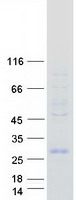 protq9ubx0 hesx1 human recombinant protein