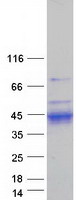 Coomassie blue staining of purified KLK11 protein