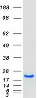 Coomassie blue staining of purified HSPB7 protein