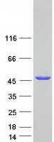 Coomassie blue staining of purified SEC14L4 protein