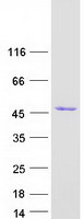 protq9udx4 sec14l3 human recombinant protein