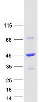 Coomassie blue staining of purified DNAJB4 protein