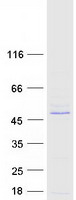 protq9udy6 trim10 human recombinant protein