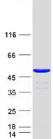 Coomassie blue staining of purified CFDP1 protein