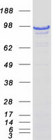 protq9uer7 daxx human recombinant protein